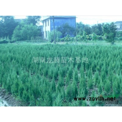 湖南供應各種規(guī)格的杜英 杜英小苗