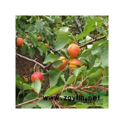 20公分白皮松*低價格·30公分白皮松價格*低·急售白皮松價