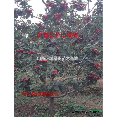 *新50公分白皮松價格·*新占地50公分白皮松圖片價格詳情