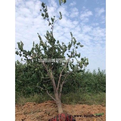 30公分白皮松價·40公分白皮松圖片·50公分白皮松價格詳情