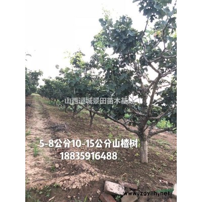 緊急米徑5公分皂角·急售5公分皂莢樹價格·山西皂角樹價格供應