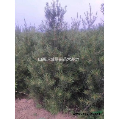 精品2.5米油松價格·精品2.5米油松·山西2.5米精品油松