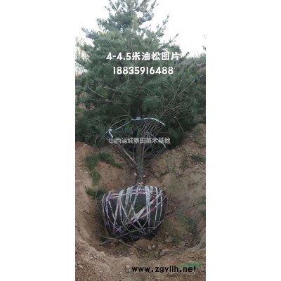 緊急出售15公分山楂樹·15公分山楂樹緊急出售·15公分山楂