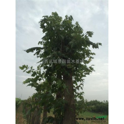 龍爪槐價格·1.5米直徑龍爪槐價格·大龍爪槐直徑1.5米圖片