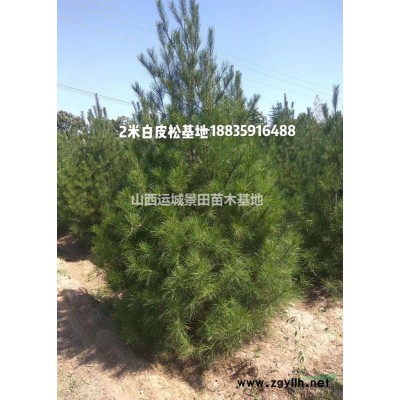 大規格龍爪槐價格·直徑1.5米龍爪槐圖片·1.5米龍爪槐價格