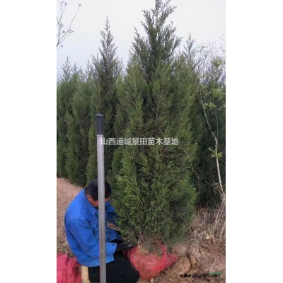 占地賠償核桃樹價(jià)格·8公分10公分12公分15公分核桃樹價(jià)格