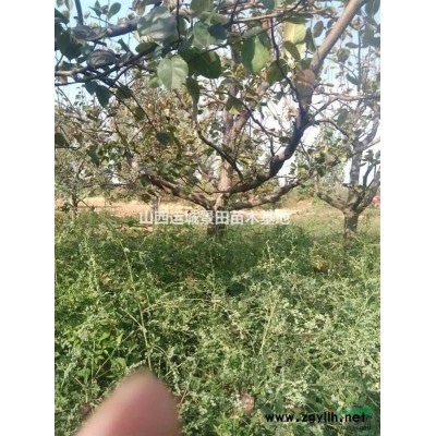 6公分核桃樹得多少錢?6公分占地核桃樹價(jià)格多少？6公分核桃樹