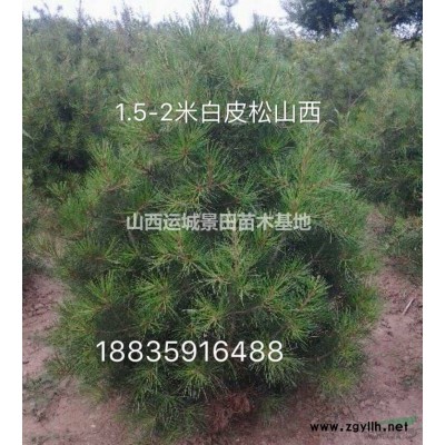山西河南儈種植基地·大量批發(fā)3-4-5米高河南儈柏