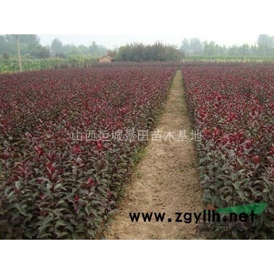白皮松品種種類(lèi)有哪些·哪個(gè)品種白皮松好?白皮松產(chǎn)地圖片