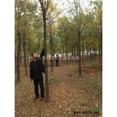 河南儈基地·河南儈柏圖片·河南儈扎手·帶刺河南儈價格