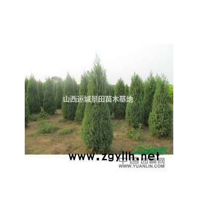白皮松品種介紹·短毛白皮松·長毛白皮松·短毛白皮松產地