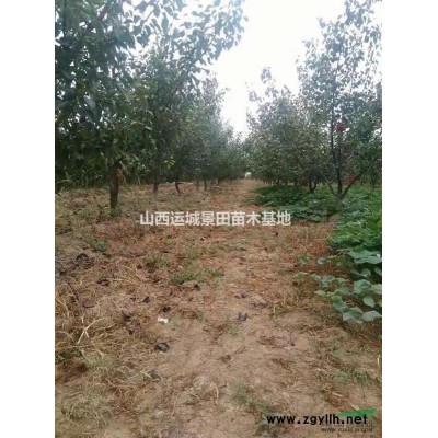 大規格石榴樹產地·20公分大石榴樹30公分大石榴樹基地