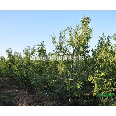 甜柿子樹價格150元_地徑10公分_高度300公分_柿樹價格
