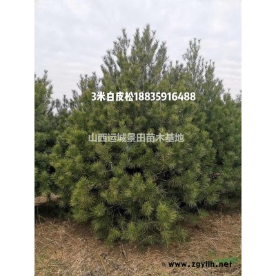 我想買大規格石榴樹，別墅用的好看的石榴樹哪里有賣的？