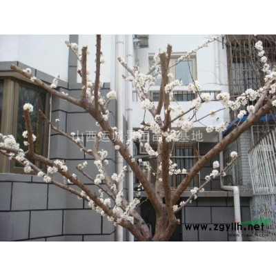 蜀儈基地·山西運城供應(yīng)2-5米蜀儈500畝蜀儈種植基地