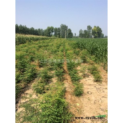 山西石榴樹基地·千畝石榴樹產(chǎn)地·運(yùn)城果石榴樹種植基地