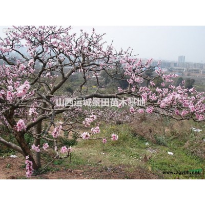 運(yùn)城有紅葉李基地嗎？山西紅葉李基地·絳縣紅葉李種植產(chǎn)地