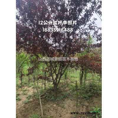 10公分紅葉李產地12公分紅葉李基地13公分紅葉李報價