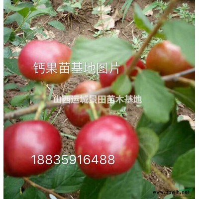山楂苗出售，山楂苗品種，山楂苗基地，甜山楂苗價格