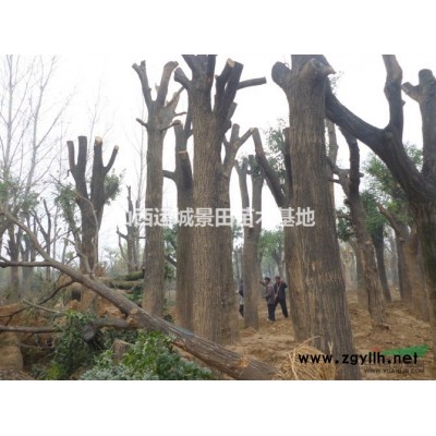 7米白皮松價格，現在7米高白皮松價格多少錢一棵？