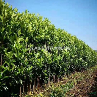 應四季海棠 紅葉四季海棠 圖片