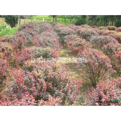 供應大小規格薔薇