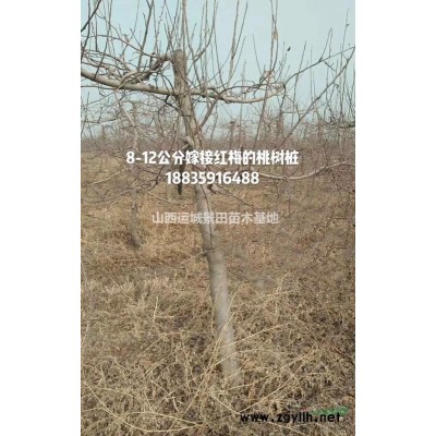 2公分紫葉李價(jià)格供應(yīng) 3公分紫葉李價(jià)格供應(yīng) 山西紫葉李苗圃