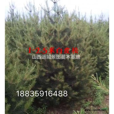 緊急出售60公分欒樹小苗價格_80公分欒樹圖片_欒樹小苗緊急