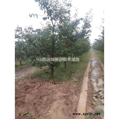 山楂樹*新價格·*新造型山楂樹價格·*新主桿型山楂樹價格·供