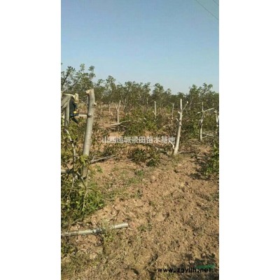 山西杏樹產地·山西運城絳縣杏樹種植產地信息圖片價格供應