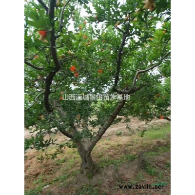 哪有櫻桃樹？櫻桃樹供貨商_櫻桃樹產地5公分櫻桃樹10公分櫻桃