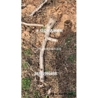柿子樹_柿子樹價格信息_柿子樹形態特征_柿子樹產地用途介紹