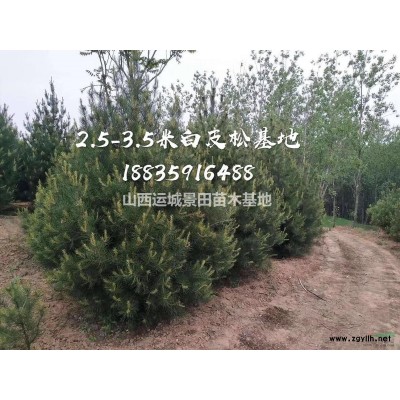 占地桃樹3-15公分價格·占地3-15公分桃樹·供應占地桃樹