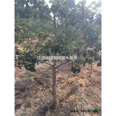 側(cè)柏·側(cè)柏價格·高度50-500公分側(cè)柏圖片·山西側(cè)柏銷價格