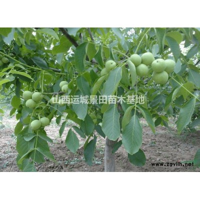 3公分紅富士蘋果苗·5公分紅富士蘋果樹價格·占地蘋果樹價格