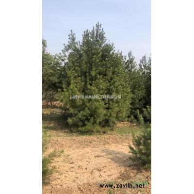 山西地區(qū)供應(yīng)地徑1-30公分山楂樹·1-30公分山楂苗價(jià)格