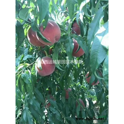 8-10公分桃樹在線價格·8-10公分桃樹價格列表·供應(yīng)山西