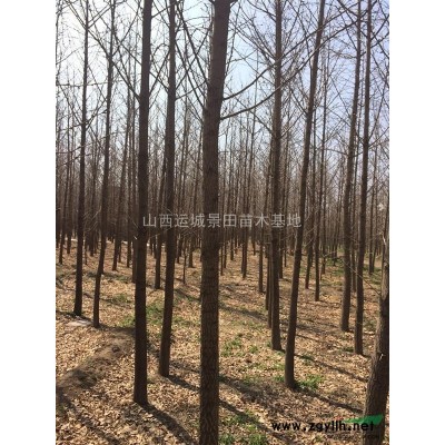 出售山西大規(guī)格柿子樹量大·20公分柿子樹25公分柿子樹量大