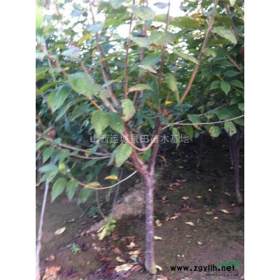 山楂樹(shù)宣布價(jià)格·山楂樹(shù)山西宣布*新價(jià)格供應(yīng)3-15公分山楂樹(shù)