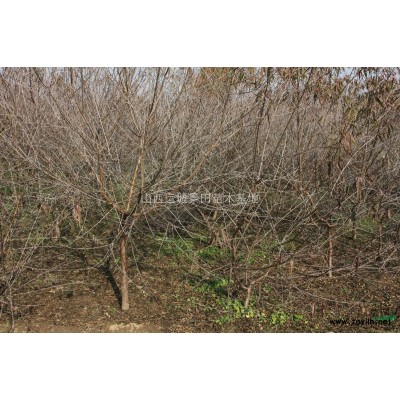 紅葉李*新價(jià)格·今年3-5公分紅葉李·今年4-6公分紅葉李價(jià)