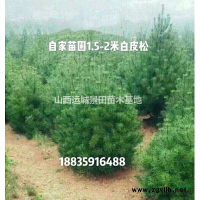 8公分紅葉李多少錢？哪有8公分紅葉李？山西6公分紅葉李價(jià)格