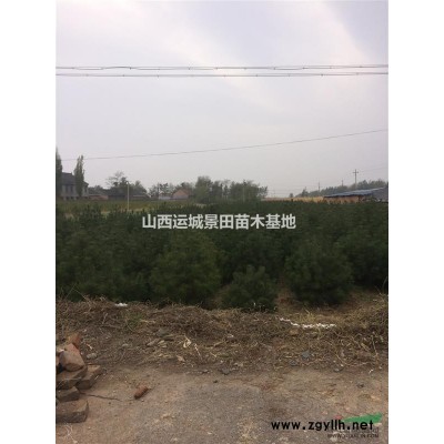 50公分白皮松=50公分白骨松=占地白皮松價格供應山西