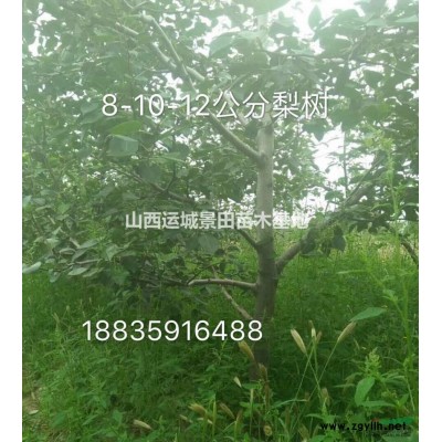 5公分核桃樹7公分核桃樹9公分核桃樹價格·核桃樹產地詳情供應