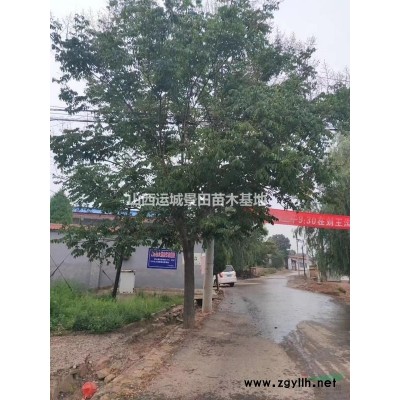 *新50-70公分白皮松·山西*新60公分白皮松上車價格20