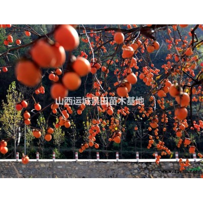 山西25公分山楂樹(shù)·山西27公分山楂樹(shù)30公分山楂樹(shù)價(jià)格產(chǎn)地