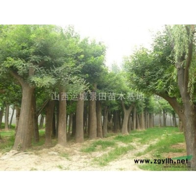 地徑5公分白皮松圖片·地徑5公分白皮松·100公分白皮松單價(jià)