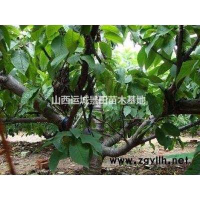 3-6公分速生楊價(jià)格·6-9公分速生楊價(jià)格·全冠速生楊供應(yīng)