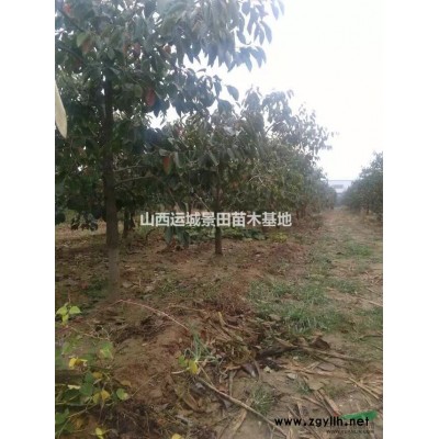 山西供應(yīng)1米白皮松價(jià)格_2米白皮松價(jià)格_3米白皮松價(jià)格詳情