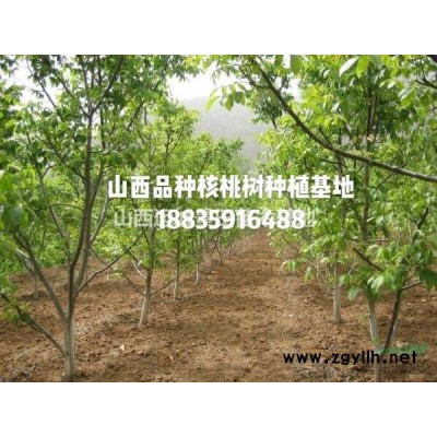 9公分山楂樹圖片·9公分山楂樹·9公分山楂樹詳情產地供應