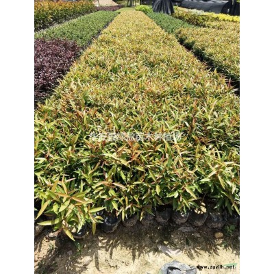 福建供應雞蛋花規格*